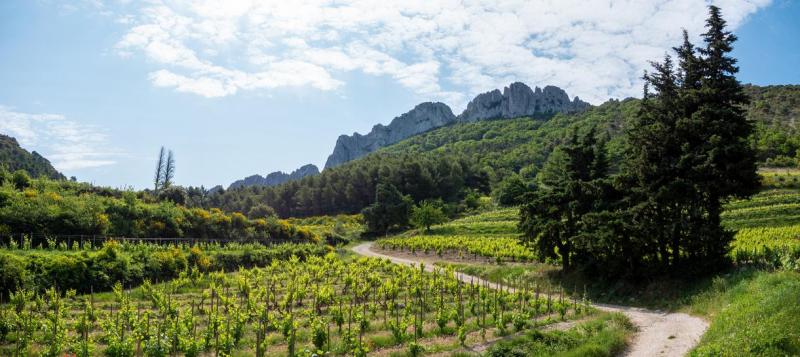 Cr&eacute;ation v&eacute;g&eacute;tale &agrave; Navenne, astuces d'experts pour un r&eacute;sultat unique